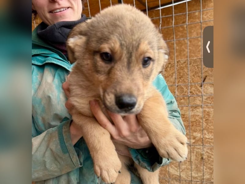 Welpe Thiago - sensibel und sanft - sucht dringend ein Zuhause