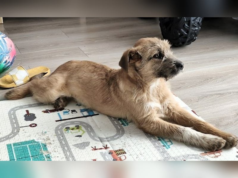 Welpenbub Little Paw (jetzt Tavi)