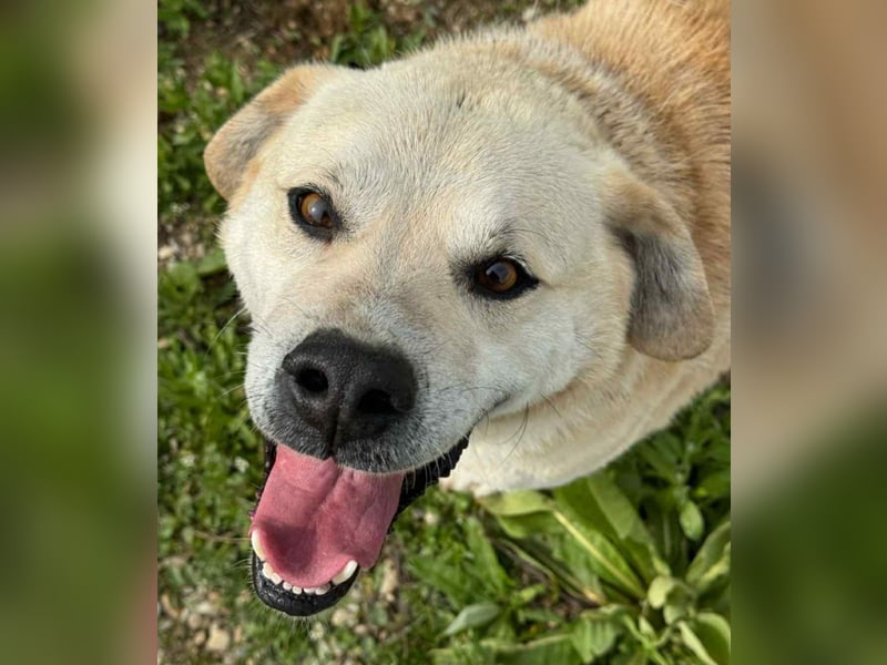 Max - seeehr verschmust u. lieb!