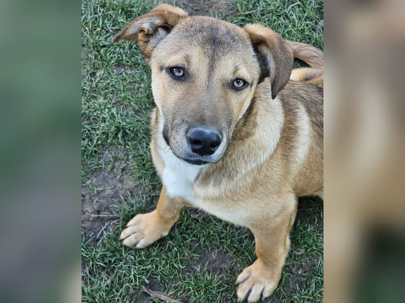 Welpe Leo - mag Katzen, Hunde und Kinder