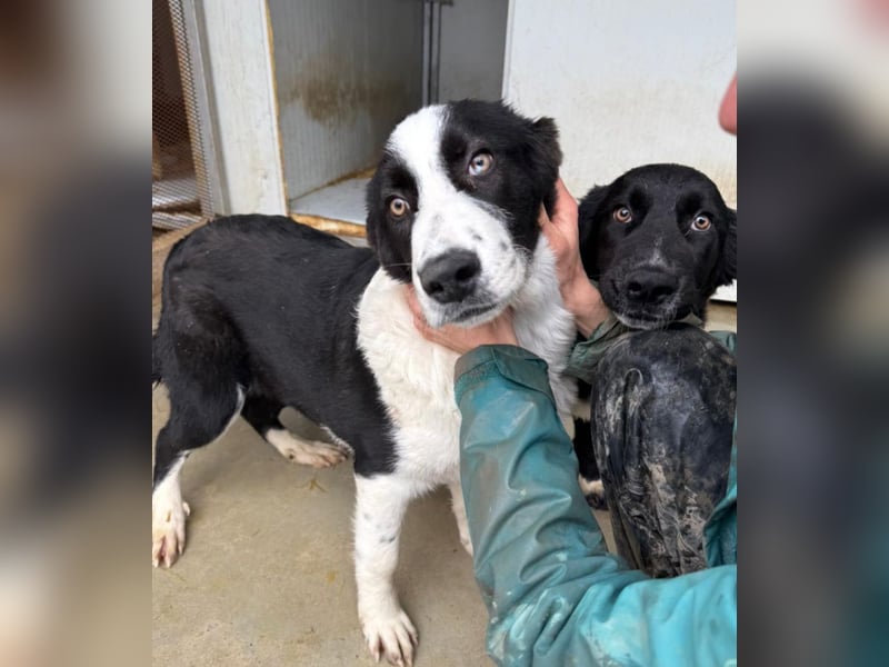 Cassie - freundlich, sanft, liebevoll, verspielt