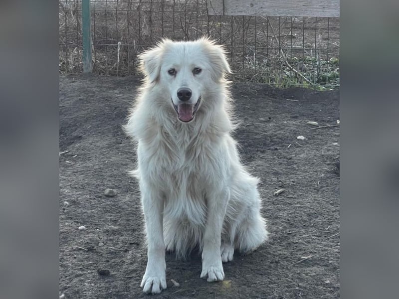 Anouk - scheu, super verträglich mit anderen Hunden