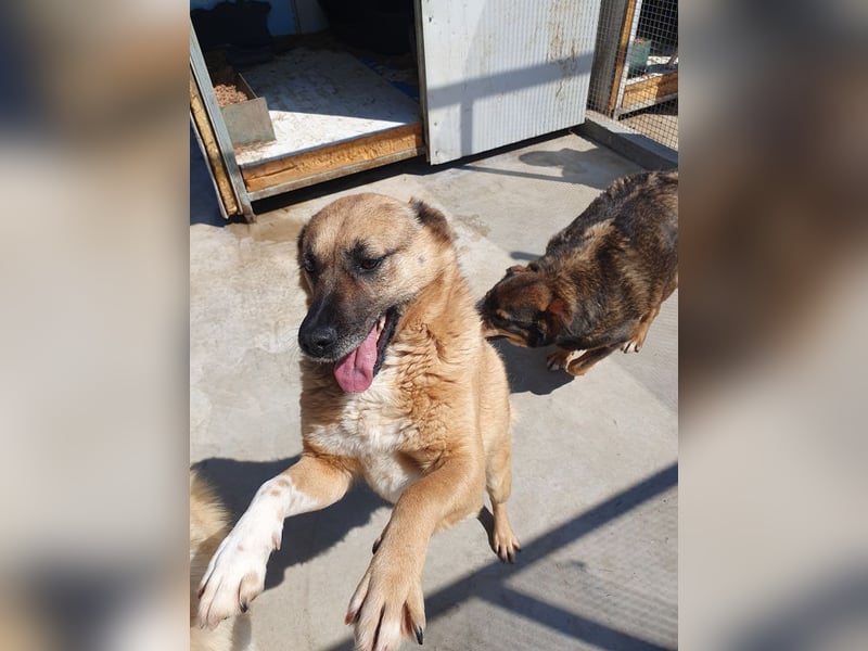 Cody - verschmuste, liebe Wasserratte