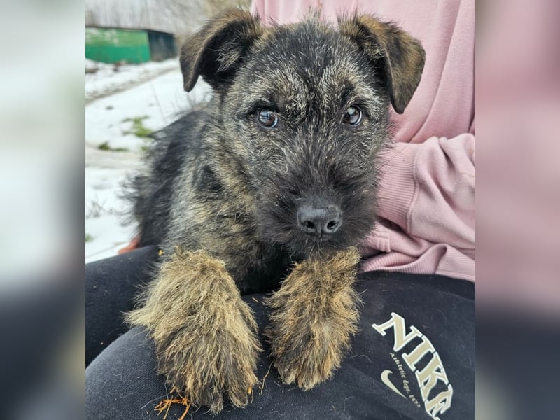 Cleo - gerettet aus der Tötung!