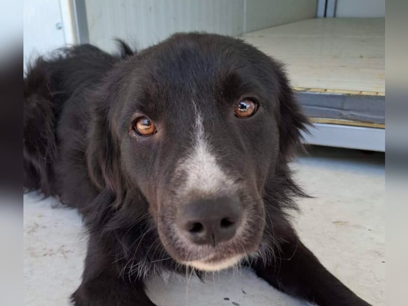 Woody - lieb und anschmiegsam