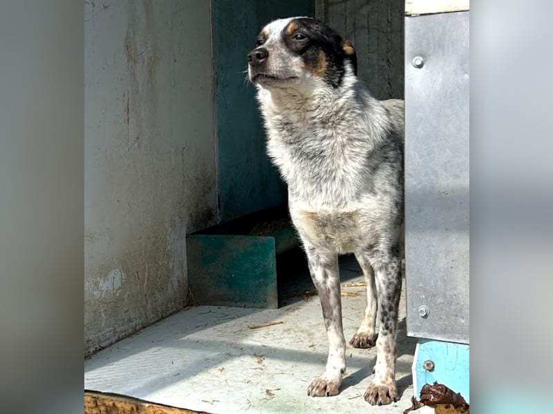 Rasty - schüchterner, 3-jähriger, lieber Rüde sucht ruhiges Zuhause