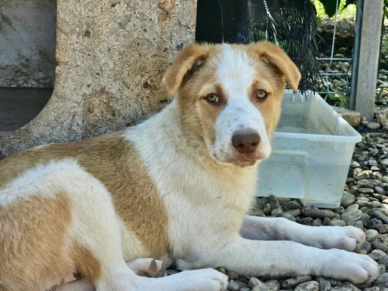 Welpe Teddy sucht Körbchen (D/CH/LUX)