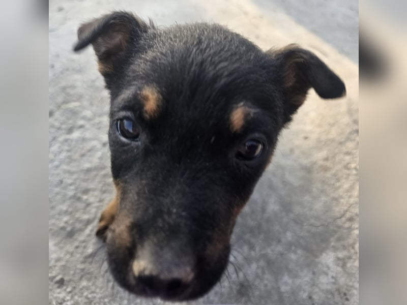 Welpenmädchen Dina sucht Körbchen (D/CH/LUX)