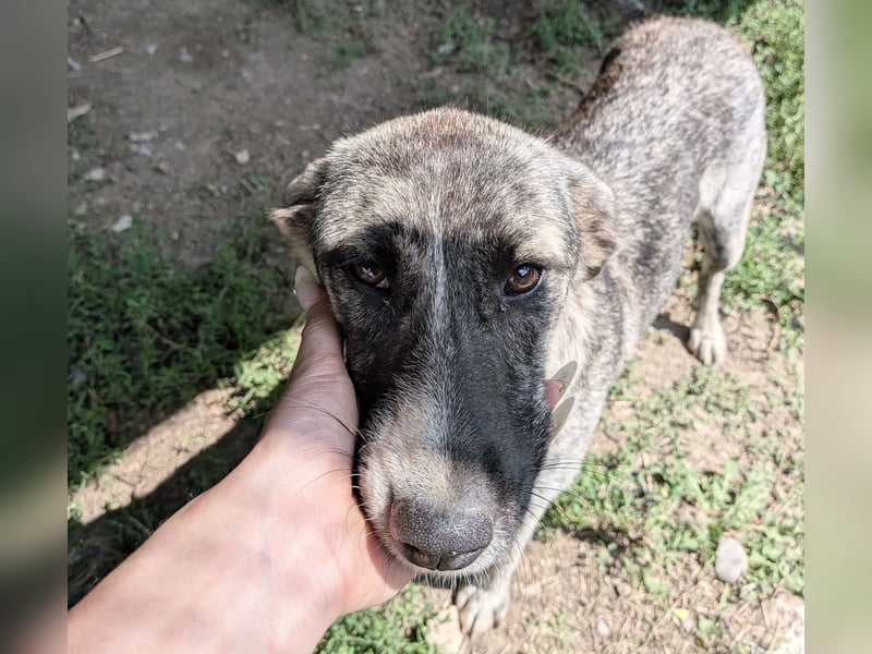 Zoë - freundliche, ehemalige Straßenhündin auf der Suche nach dem Glück