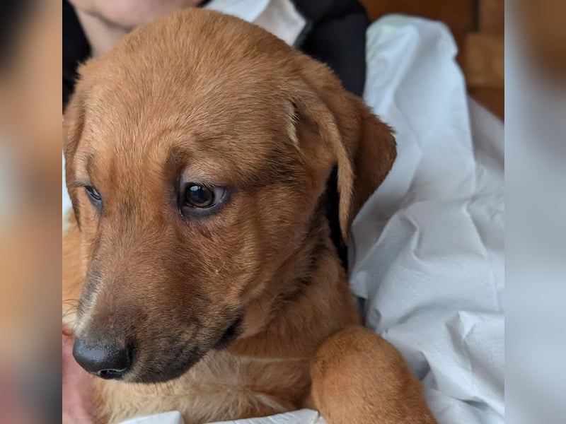 Welpenbub Aury - in 25704 Meldorf