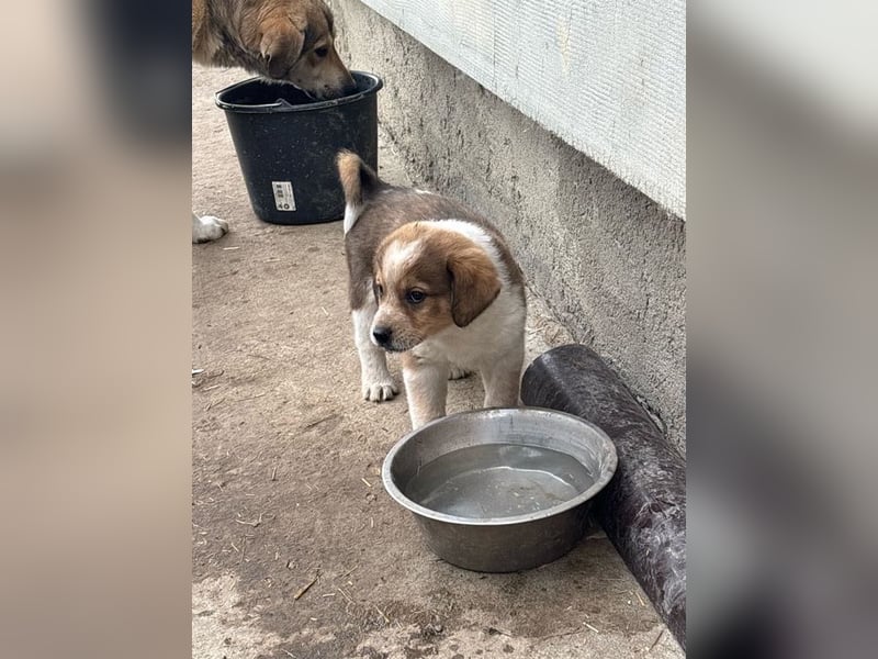 Nuggets - Kleiner Entdecker
