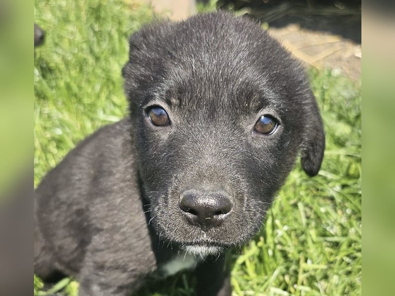 Welpenbub Giotto sucht Familie (D bundesweit/CH/LUX)