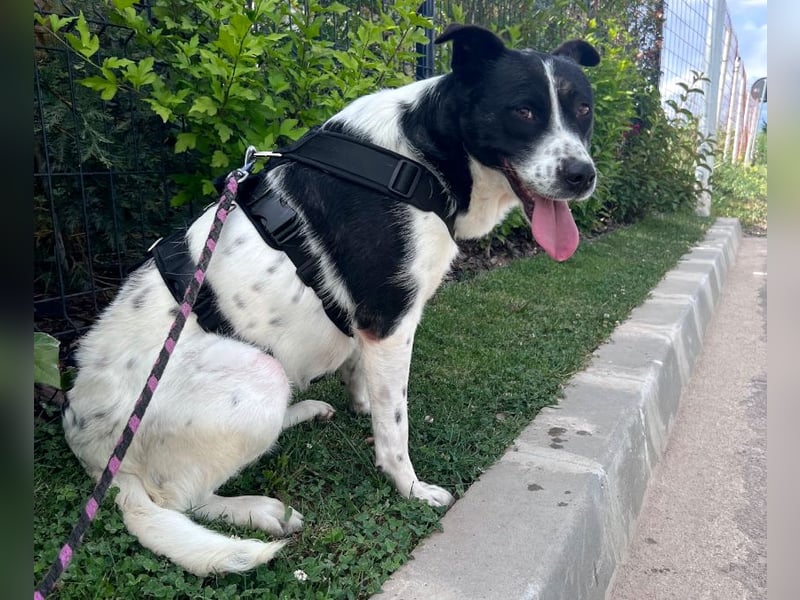 Akira - 4 Jahre, lieb, verschmust, freundlich, verträglich mit Artgenossen