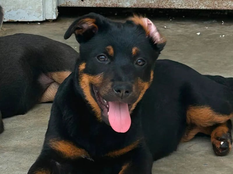 Welpenmädchen Dina sucht Körbchen (D/CH/LUX)
