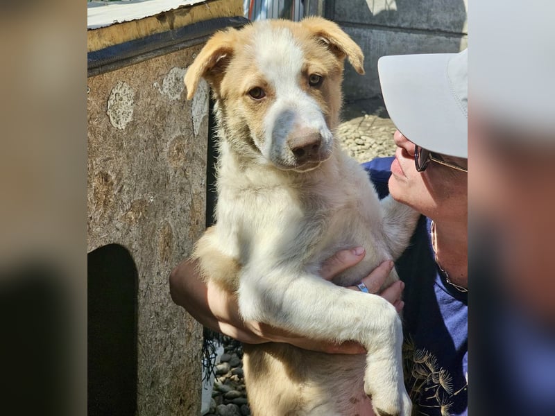 Welpe Teddy sucht Körbchen (D/CH/LUX)