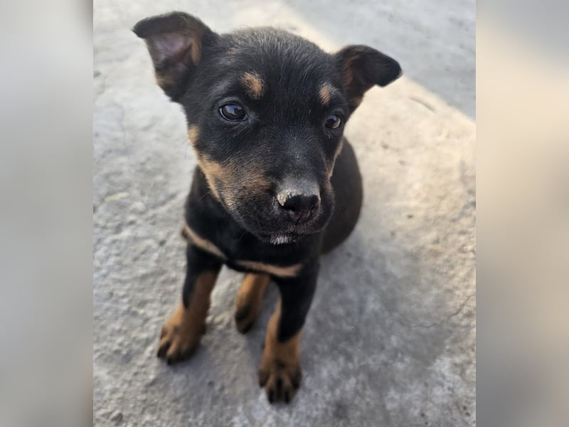 Welpenmädchen Dina sucht Körbchen (D/CH/LUX)