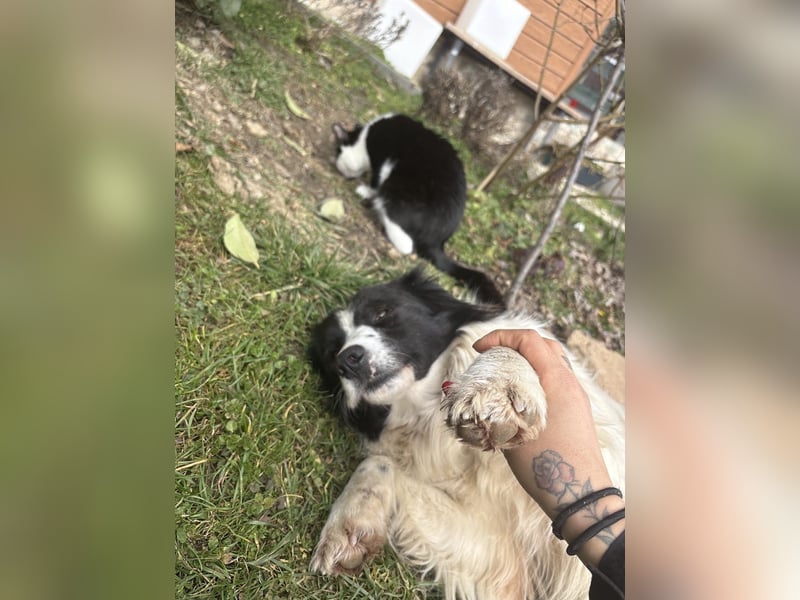 Liebe Tessa sucht ein Zuhause mit Mama Ria (D/ LUX/ CH)
