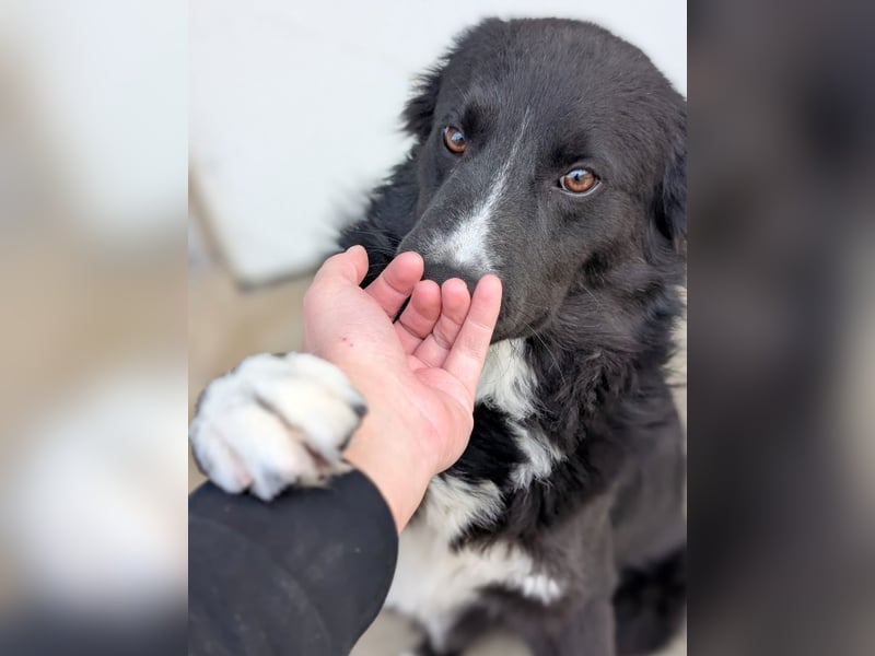 Woody - lieb und anschmiegsam