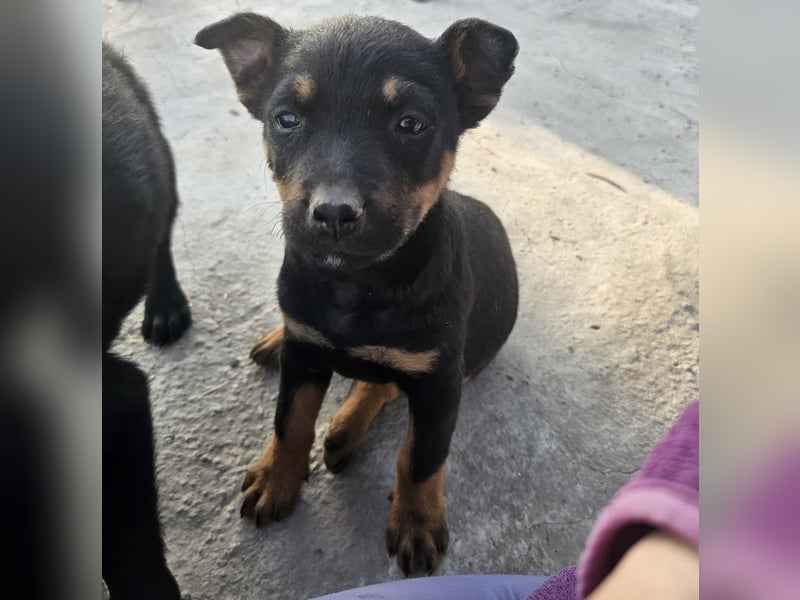 Welpenmädchen Dina sucht Körbchen (D/CH/LUX)