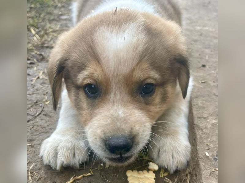 Nuggets - Kleiner Entdecker