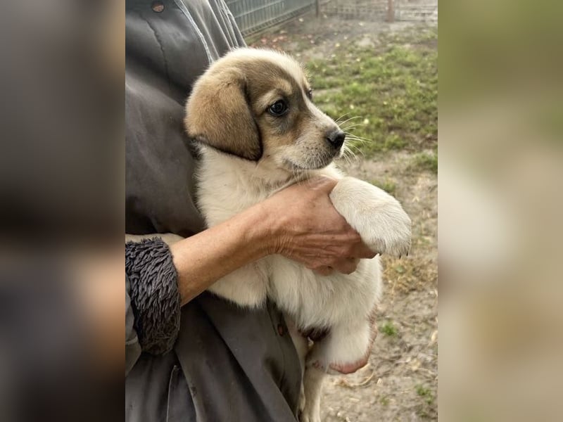 Nuggets - Kleiner Entdecker