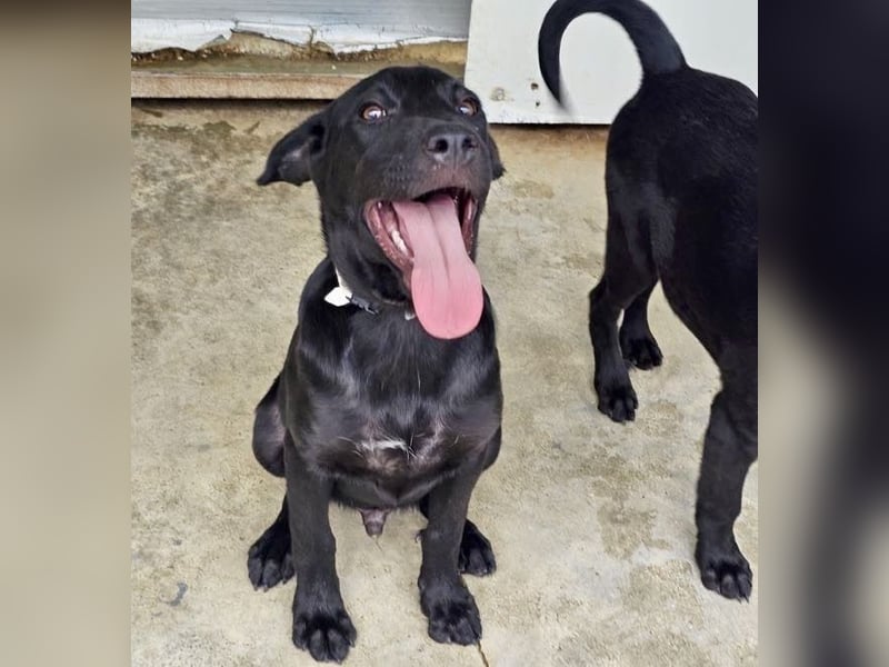 Welpe Blacky - wer gibt einem schwarzen Welpen eine Chance?