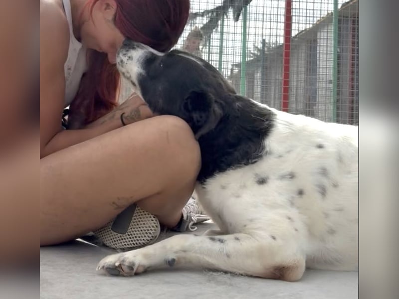 Akira - 4 Jahre, lieb, verschmust, freundlich, verträglich mit Artgenossen