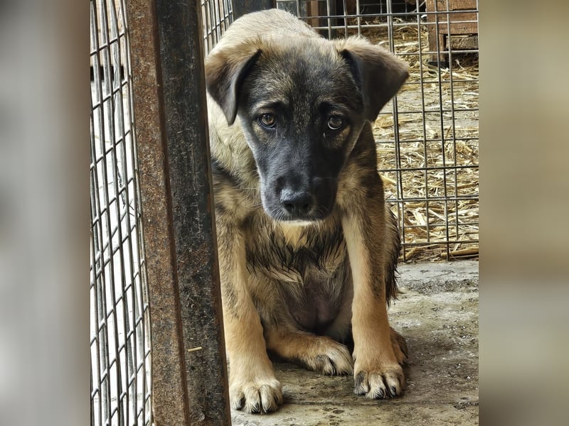 Mila - ängstliches Mädchen sucht liebevolle, empathische Menschen