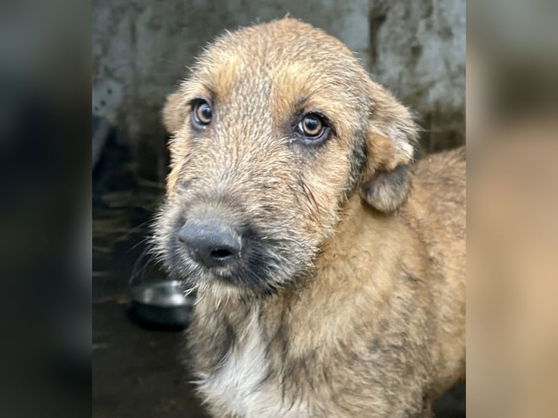 Bluey - auf der Suche nach seiner Familie