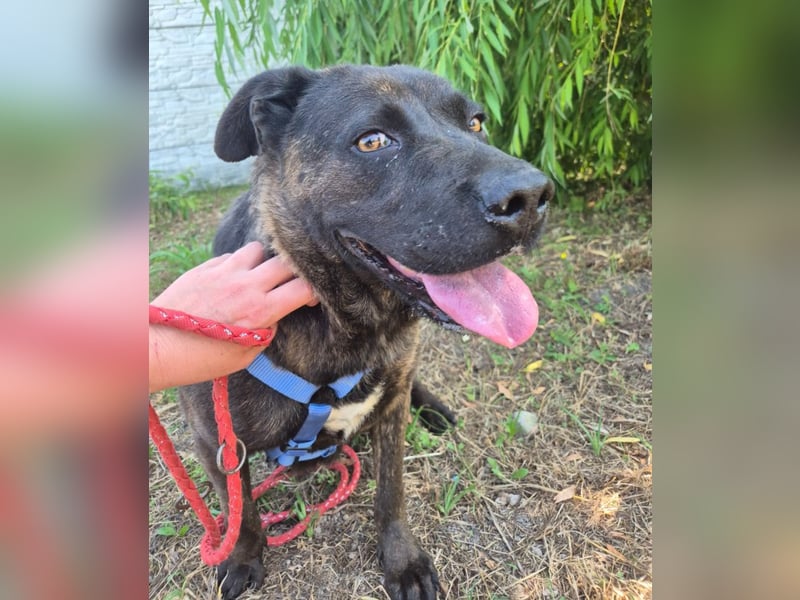Paula - verschmuster Cane Corso-Mix