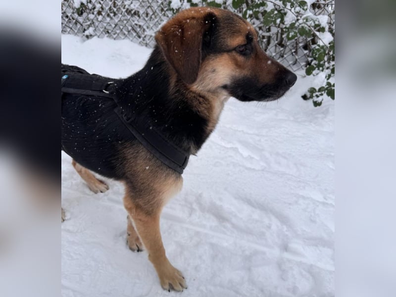 Lieber Schäfi-Mix Loki in 60437 Frankfurt