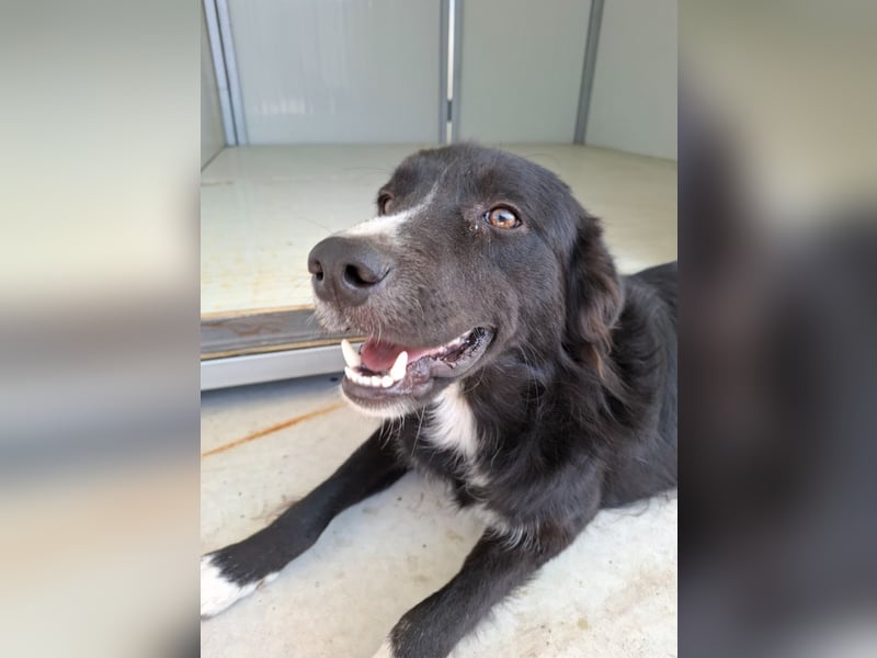 Woody - lieb und anschmiegsam