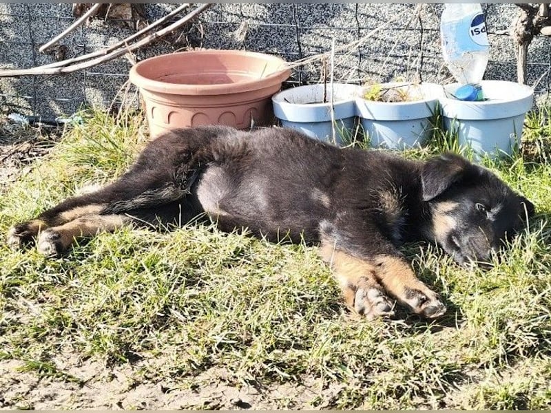 Welpe Leia - kennt Hunde, Katzen, Kinder (Vermittlung D/ LUX/ CH)