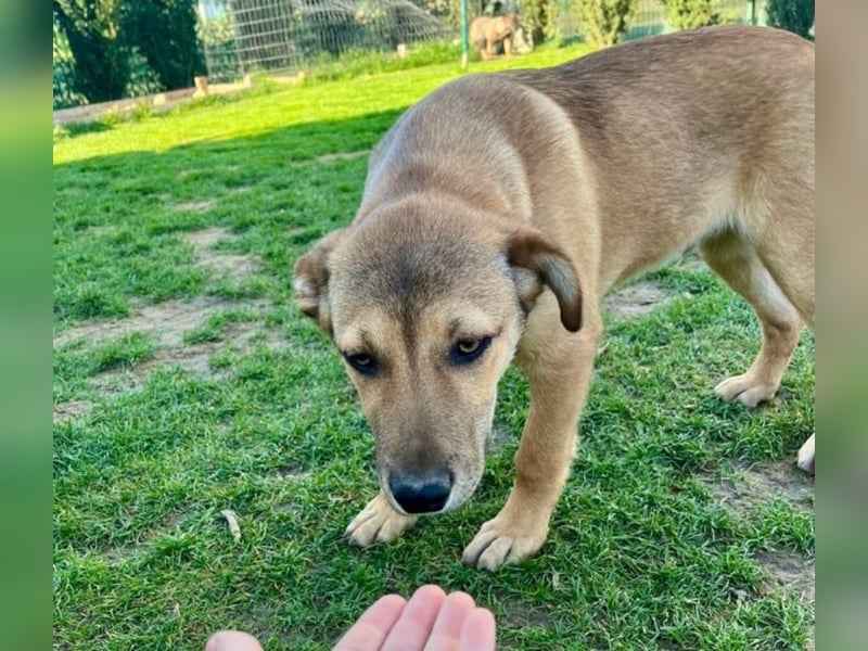 Welpe Leo - mag Katzen, Hunde und Kinder