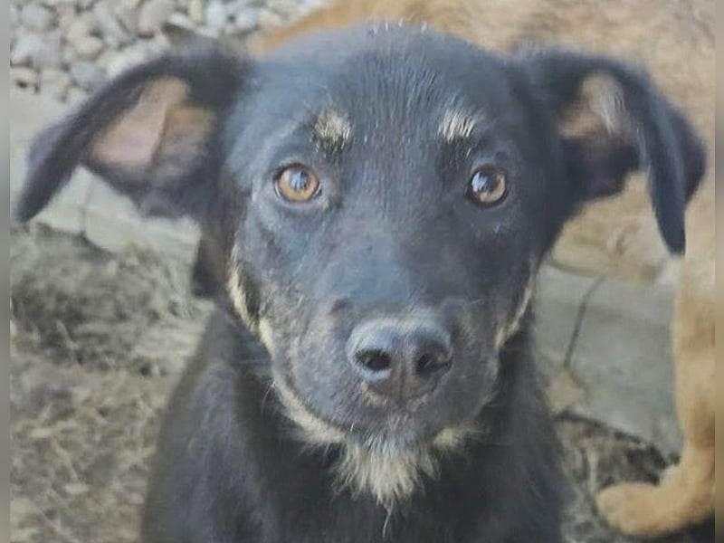 Welpe Leia - kennt Hunde, Katzen, Kinder (Vermittlung D/ LUX/ CH)