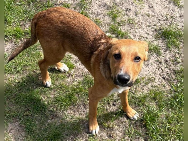 Welpenbub Aury - in 25704 Meldorf