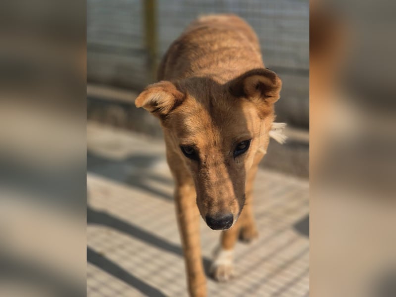Sienna - schöne Hündin mit viel Potenzial sucht Zuhause (D/ CH/ LUX)