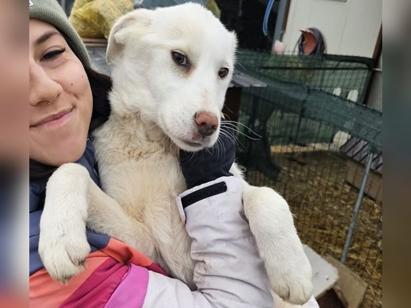 Welpenmädchen Kerry sucht Familie