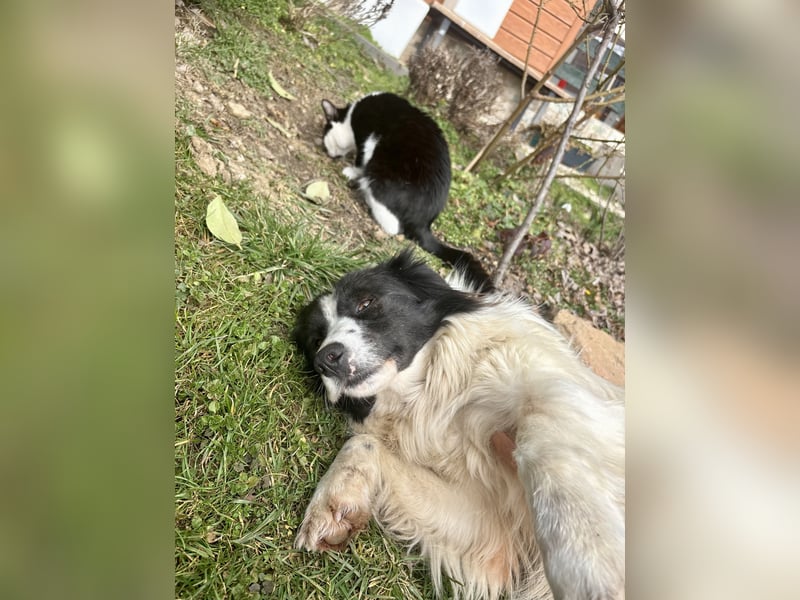 Liebe Tessa sucht ein Zuhause mit Mama Ria (D/ LUX/ CH)