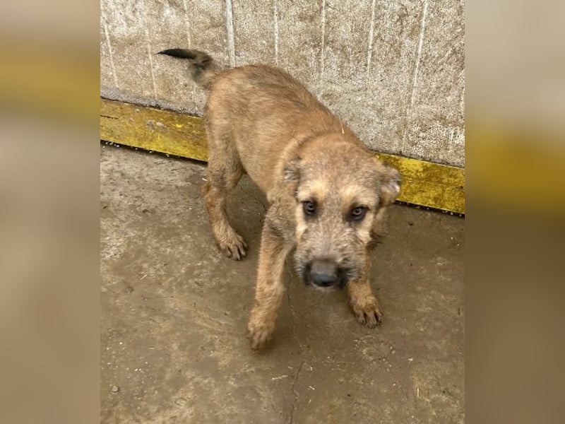 Bluey - auf der Suche nach seiner Familie