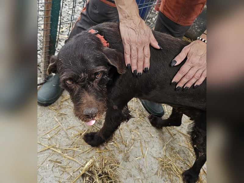 Brownie - liebevolle Seniorin sucht Gnadenplatz