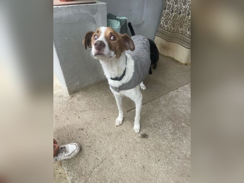 Babette - 3-jährige, liebe, sanfte Hündin mit Diabetes