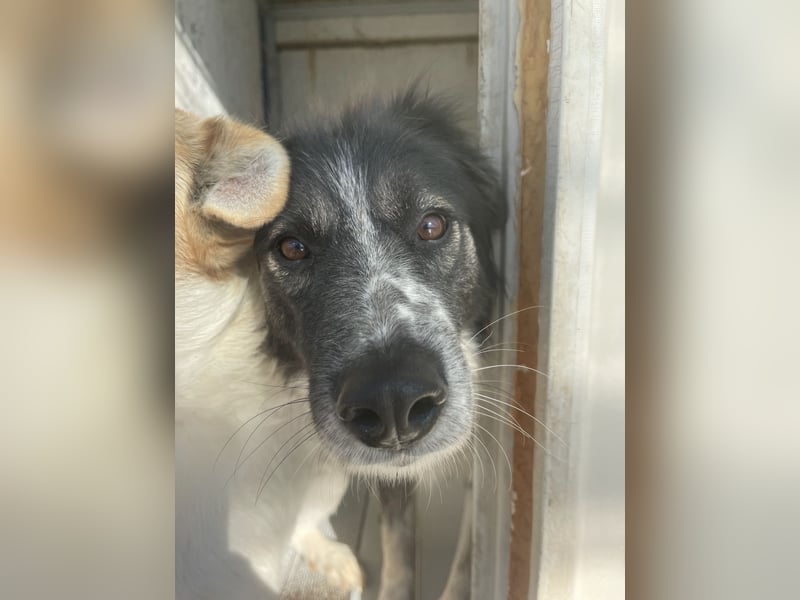 Ruhige Seele Angel sucht ihr Zuhause (D/CH/LUX)