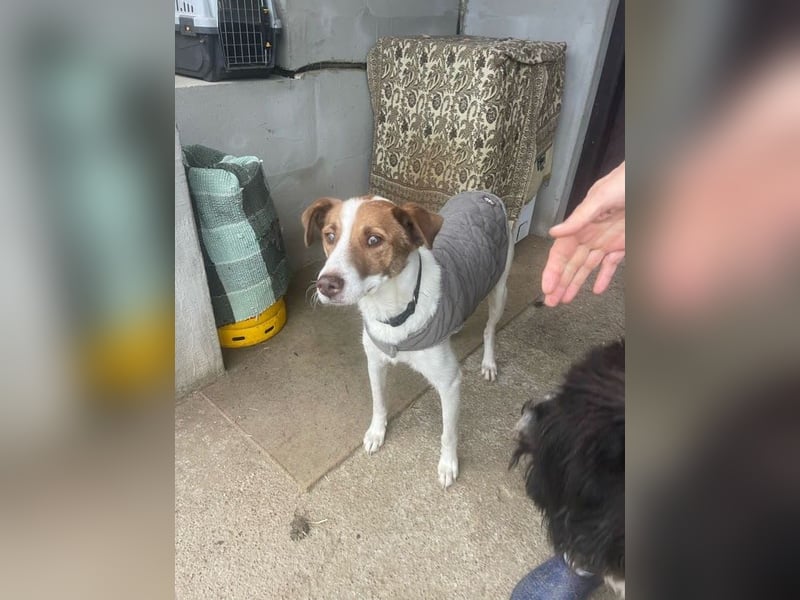 Babette - 3-jährige, liebe, sanfte Hündin mit Diabetes