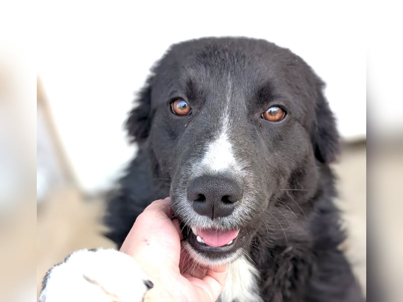 Woody - lieb und anschmiegsam