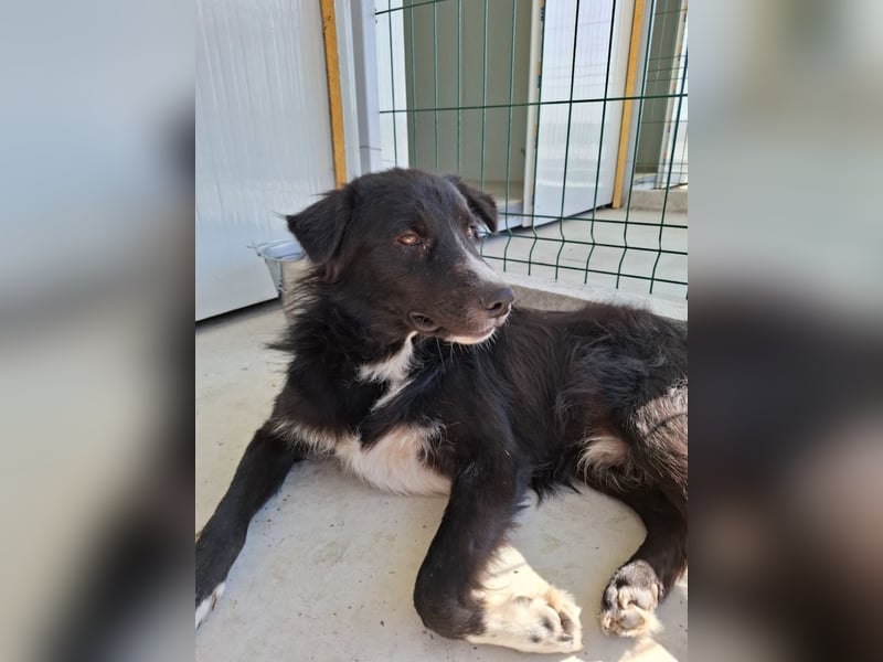 Woody - lieb und anschmiegsam