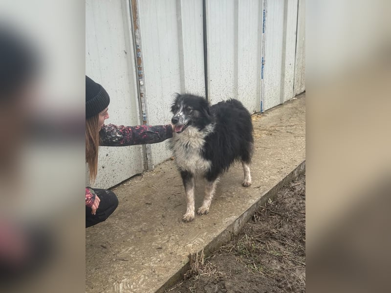 Ruhige Seele Angel sucht ihr Zuhause (D/CH/LUX)