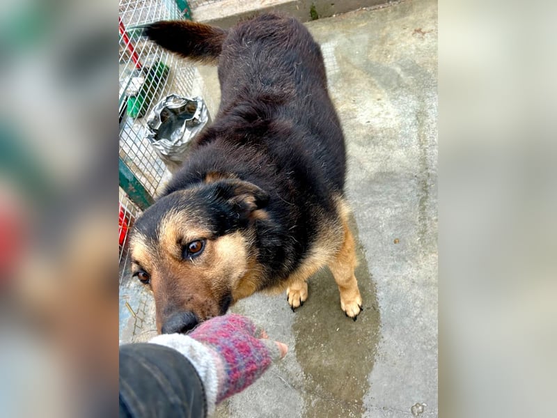 Raya - wartet seit 8 Jahren im Tierheim 