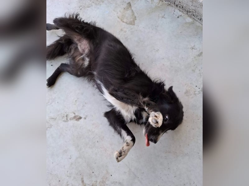 Woody - lieb und anschmiegsam