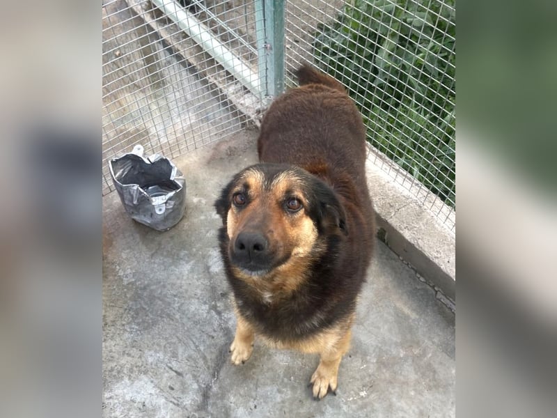 Raya - wartet seit 8 Jahren im Tierheim 